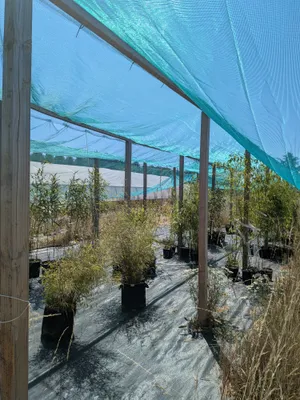 Photo des herbes folles qui poussent dans un coin du terrain