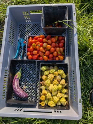 Photo du potager en permaculture, avec des tourneols et des patates douces